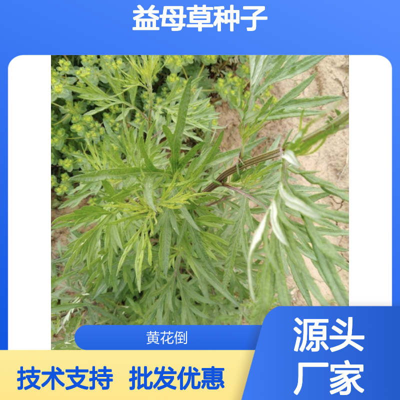 益母草种植园 优质益母草种子供应 管理方便 生长迅速