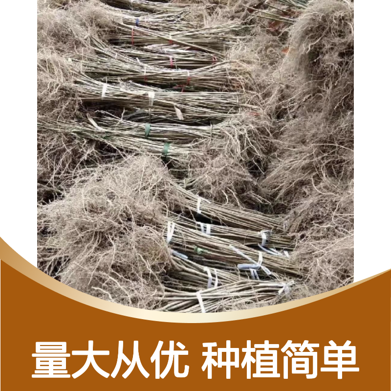 厚朴树苗批发 落叶乔木厚朴苗供应 品质优良 生长迅速