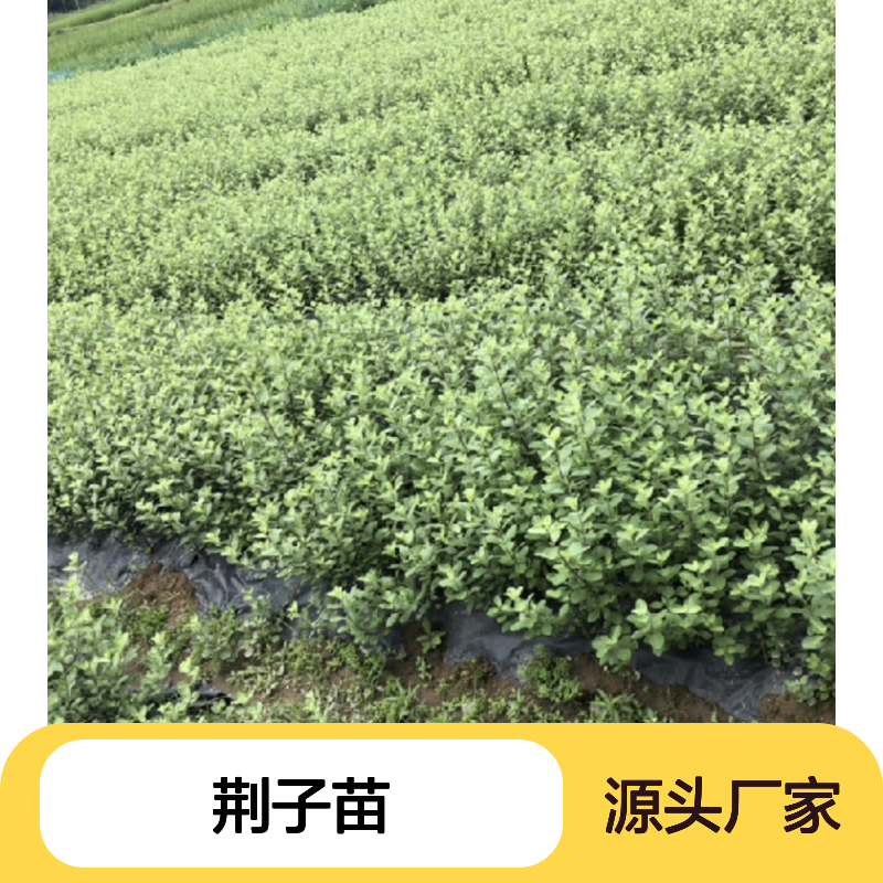 精选荆子苗 耐旱耐盐碱易种植 基地直供 优质批发
