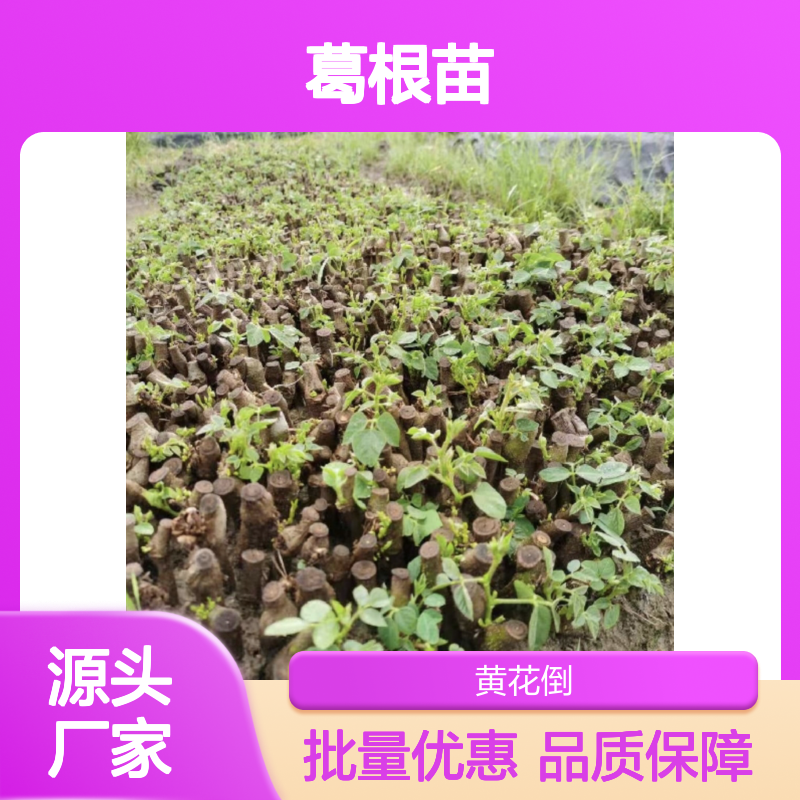 批发供应 粗壮葛根苗 落叶灌木品类 广泛分布 药用价值