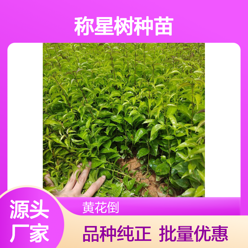 称星树种苗 百亩种植区直供 品质优良 生长旺盛