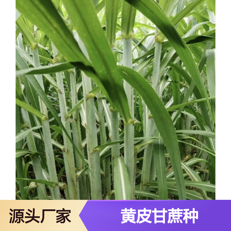 黄皮甘蔗种 根系发达 种植简便 管理轻松 高成活率