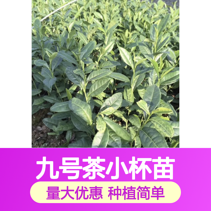 精选九号茶小杯苗 批量采购更优惠 现货充足 技术支持