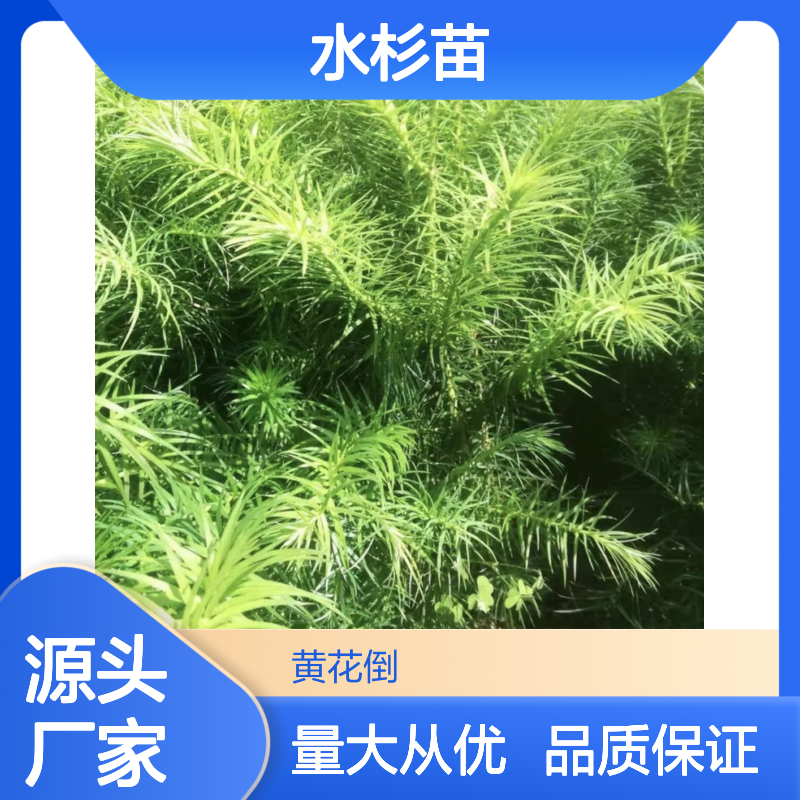 百亩基地 水杉苗批发 绿化优选 生长快速 经济价值高