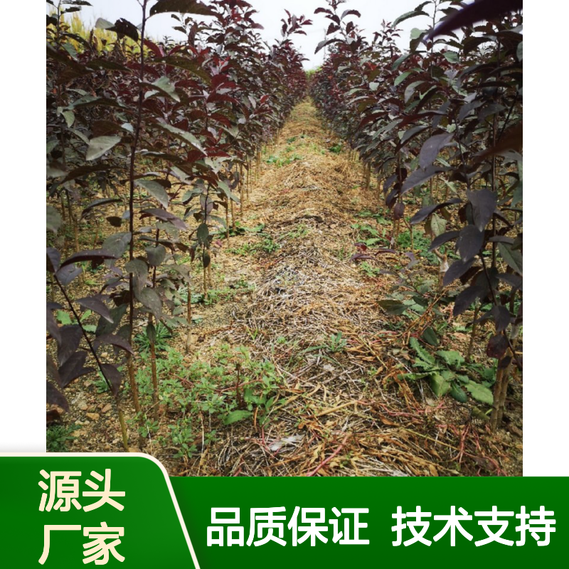 酸丁种苗 苗圃直供 品质保证 抗旱抗虫 适应力强