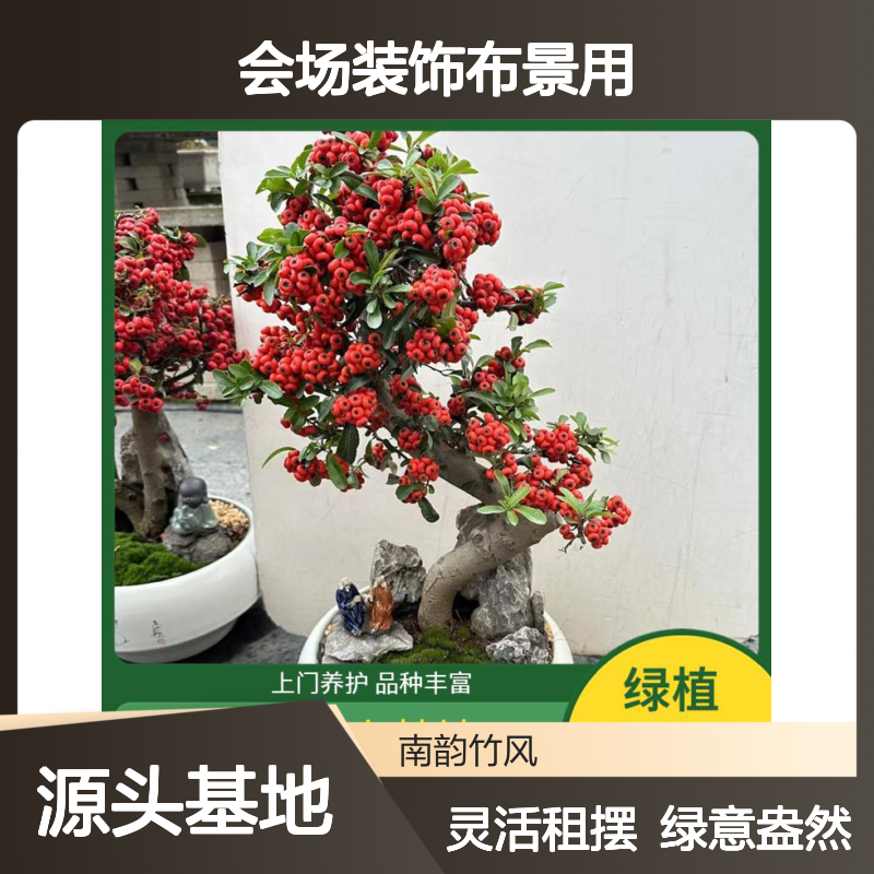 南韵竹风 灵活搭配 临时植物租摆 绿植景观制作 会场装饰布景用