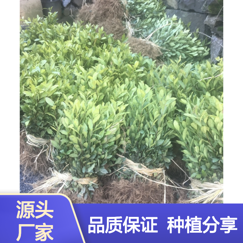 产地一手货源茶苗杯苗 苗圃产地直供品质保证种植技术分享