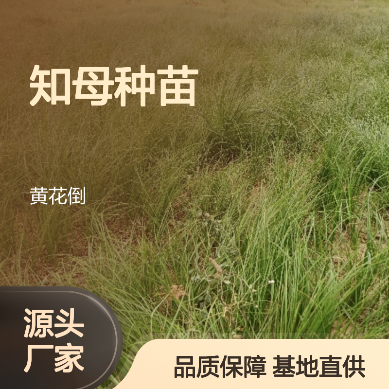 知母种苗 基地直供 花卉种植优选 病虫害少 吸收力强