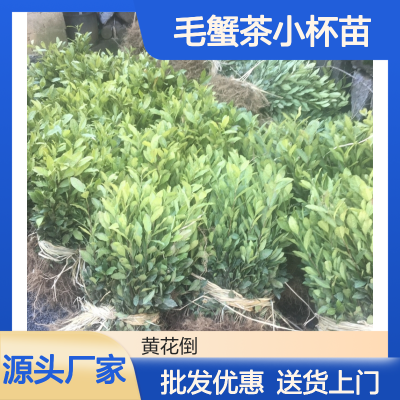 产地批发毛蟹茶小杯苗 送货上门包邮欢迎来电洽谈经验分享
