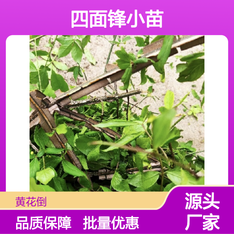 四面锋小苗 百亩基地直供 园林优选 种植简单 品质保证