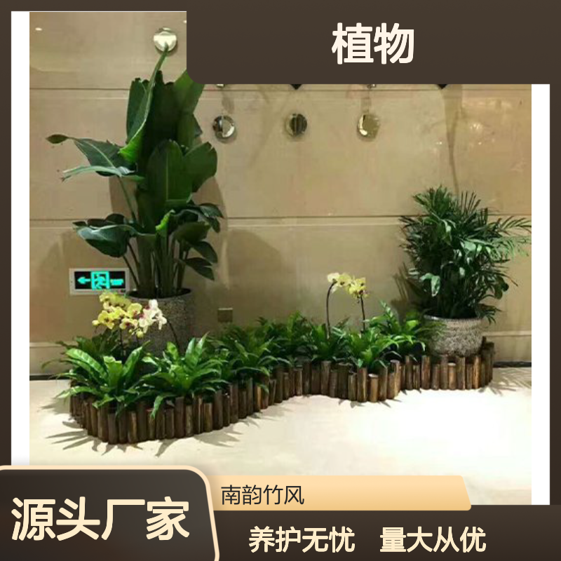 南韵竹风植物租摆服务,长期短期均可 品种多样