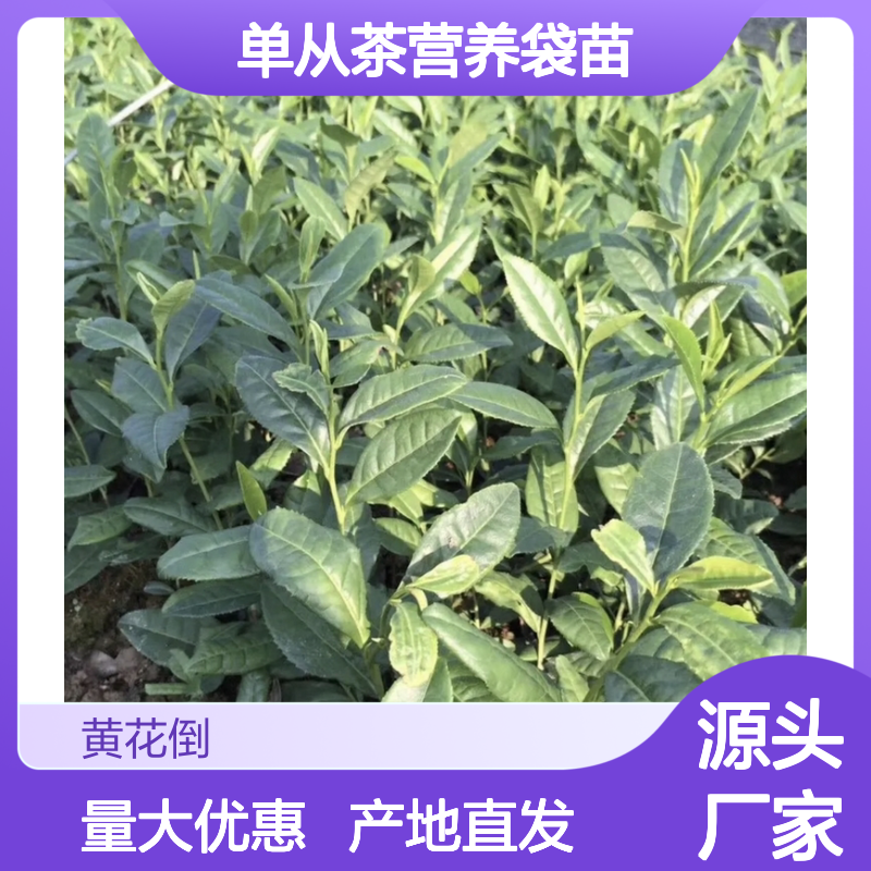 产地直发乌叶单从茶营养袋苗 购买数量达到要求全国专线车直达送货