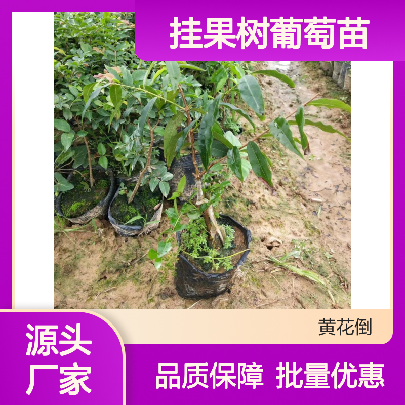 艾斯卡嘉果挂果树葡萄苗 批发供应 常绿灌木 易于嫁接