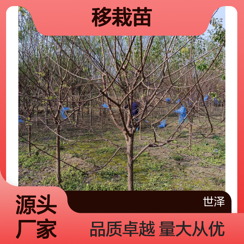 山杏 2 3 4 5 6 8 10 12公分 移栽苗 根系发达 精心种植 实地看苗