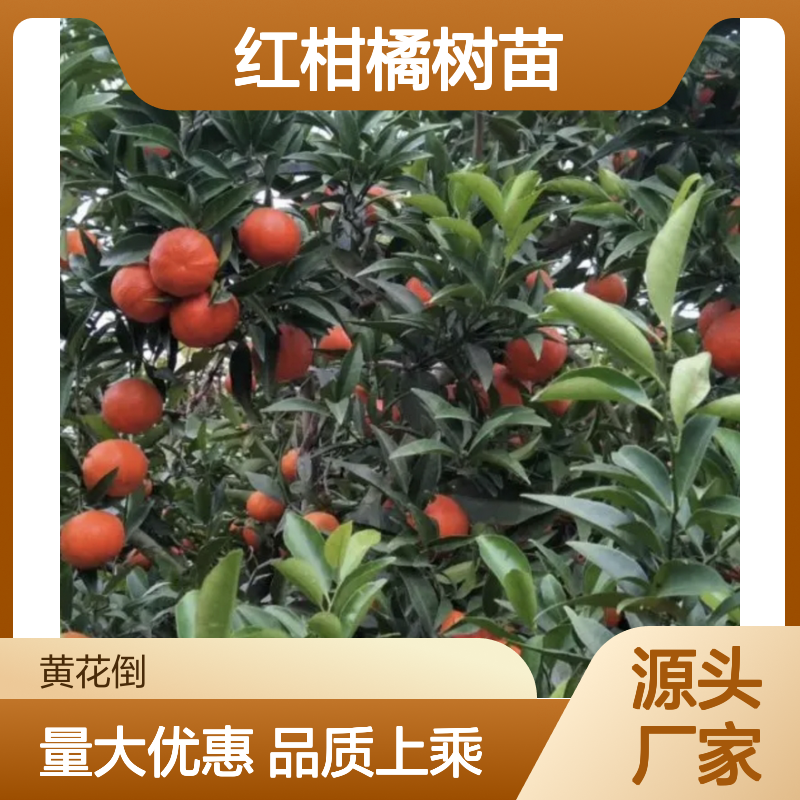 红柑橘树苗 红美人品种 批发供应 柔软多汁 连续丰产