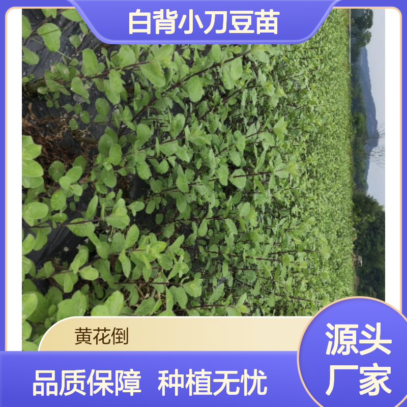 白背小刀豆苗 常绿灌木植物 适应性强 容易发芽