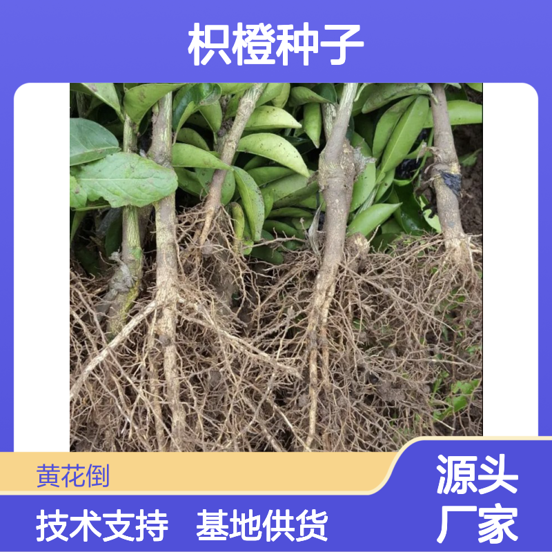 当年新鲜采收枳橙种子 基地供货技术支持 成活率高