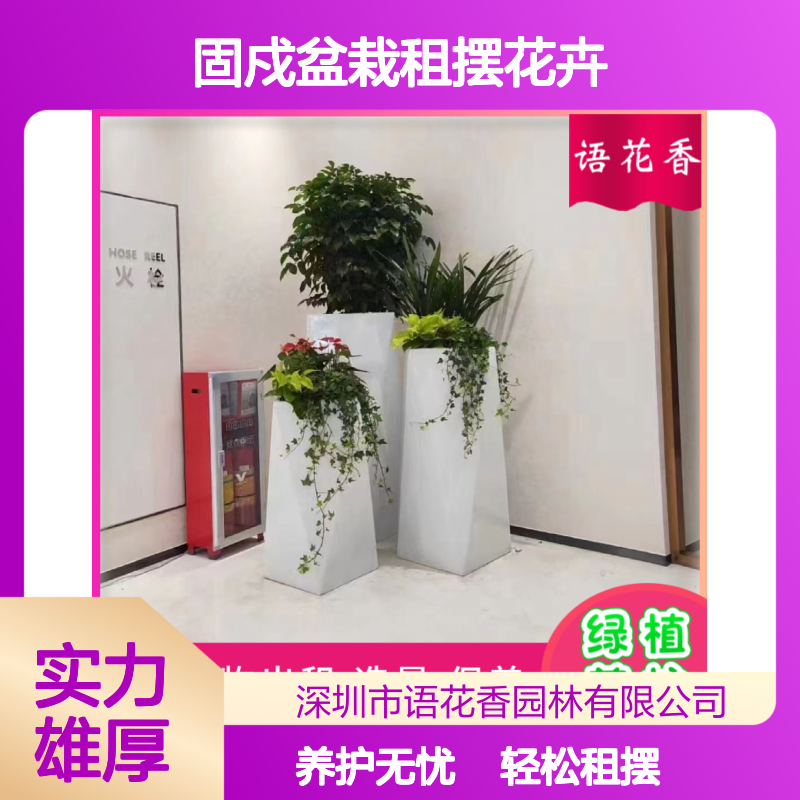 固戍盆栽租摆花卉 办公室绿植租赁 长期短期灵活选择 送货上门养护