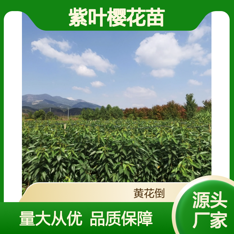 紫叶樱花苗 基地直供 园林优选 品种丰富 成活率高