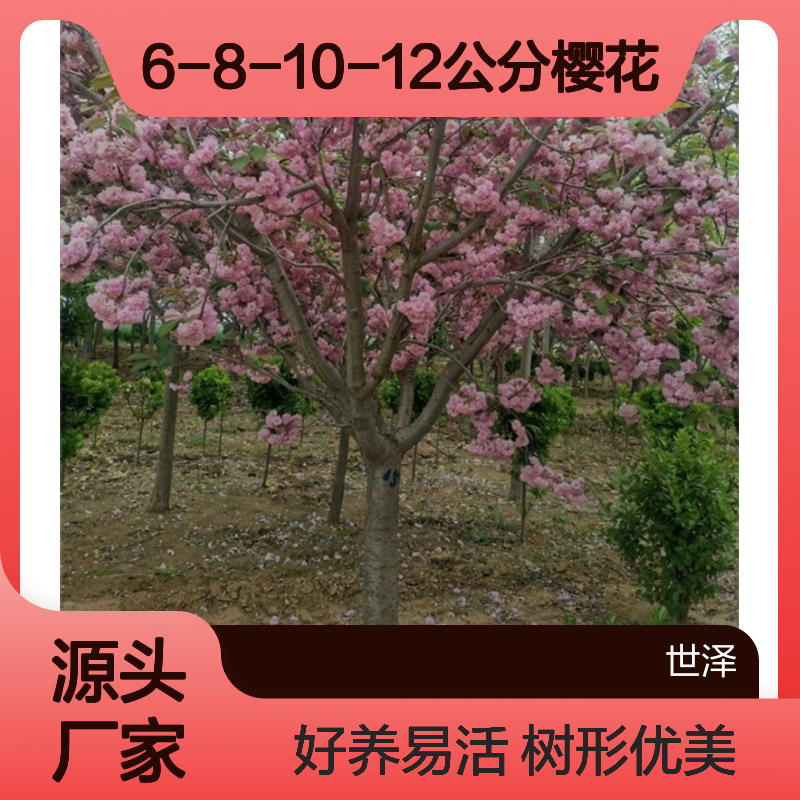 6-8-10-12公分樱花 街道风景 根系发达 树形优美 好养易活