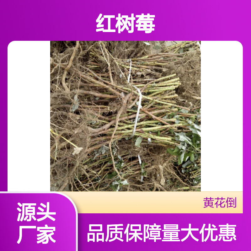 红树莓果树苗木 批发供应 生长旺盛 极易成活 丰产优质