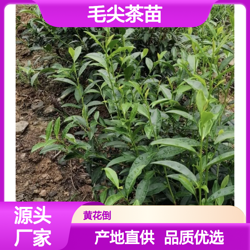 毛尖茶苗 百亩主产区直供 鲜叶肥硕 色泽翠绿 香气浓烈