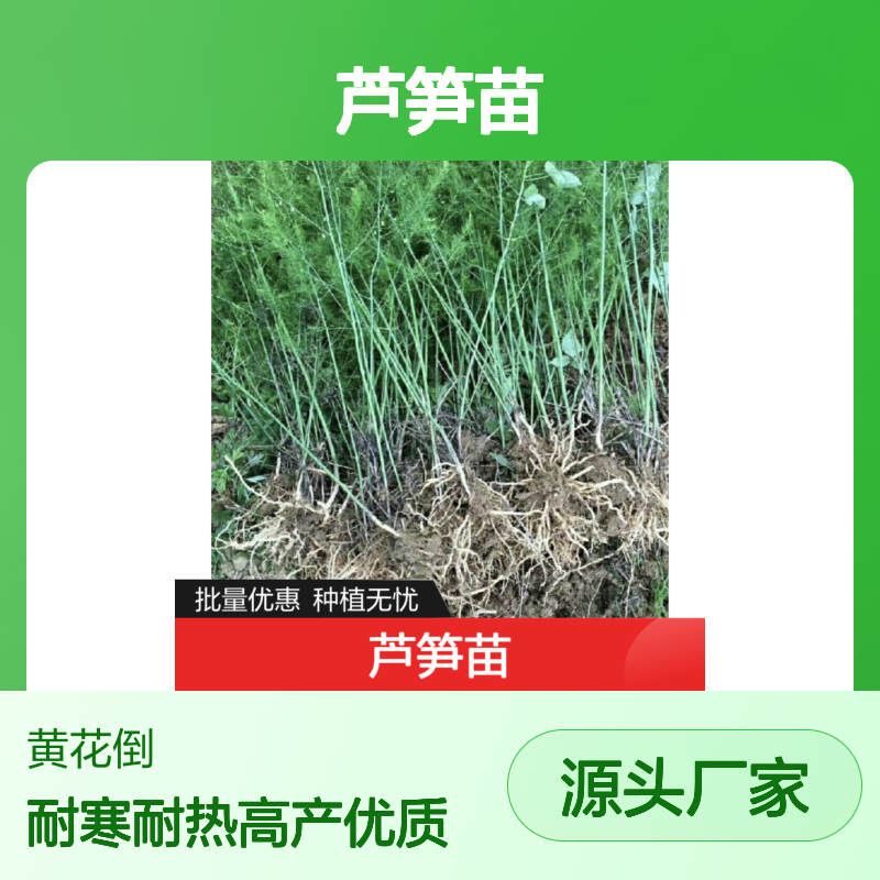优质芦笋苗 批发种植区专用 产量高寿命长 耐寒耐热