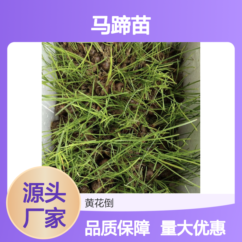 马蹄苗现货 荒山农田适宜种植 生长迅速 收益颇高