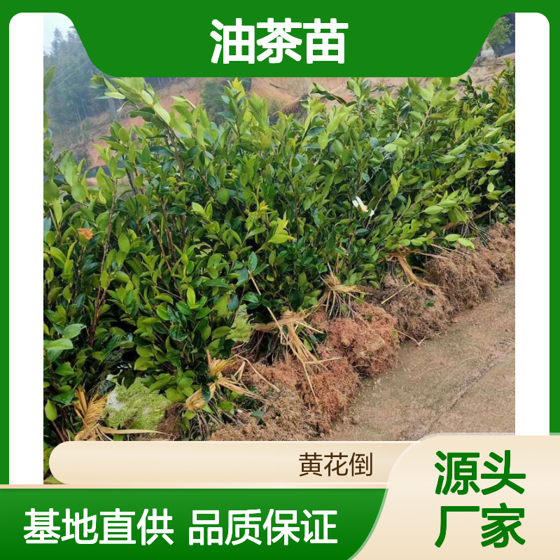 长林油茶苗 高产嫁接苗 基地直供 果大皮薄 科学种植