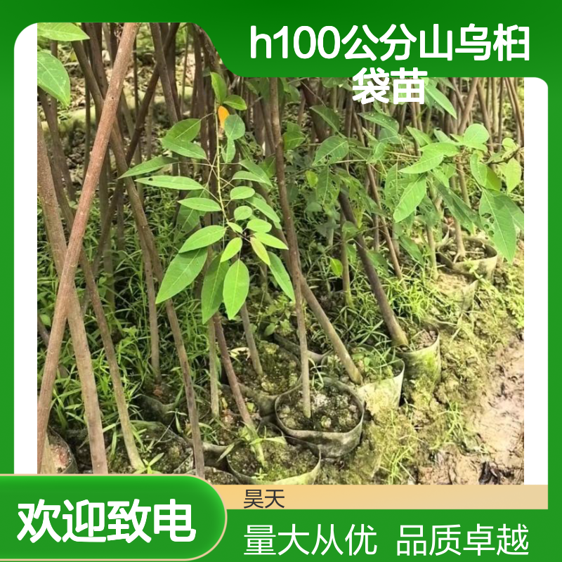 乡土彩叶树 H100公分山乌桕袋苗 1-5年红叶乌桕苗木