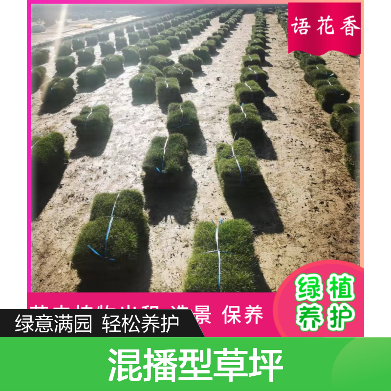 混播型草坪 公园花园优选草皮 再生迅速易打理 别墅景观地被