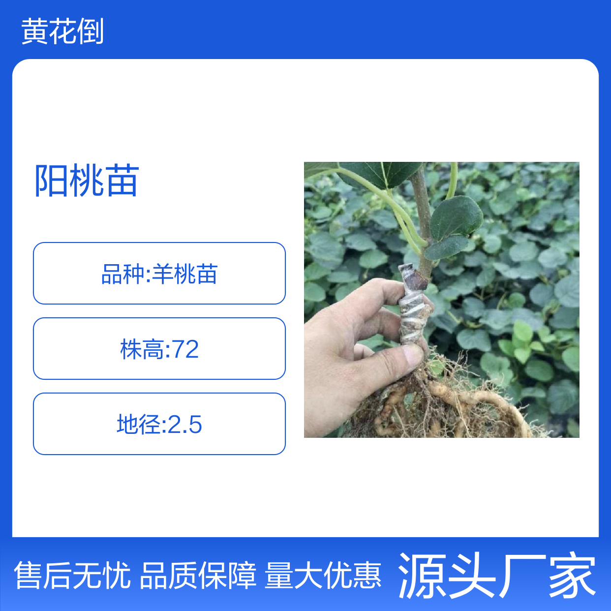 批发阳桃苗 果园直供 品种纯正 技术指导 成活率高