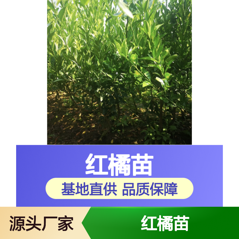 红橘苗百亩基地 果实均匀高产高效 栽植简单 技术成熟