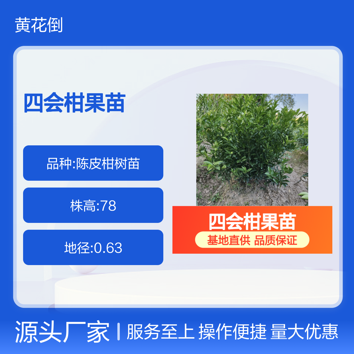 四会柑果苗 大种油身 皮色鲜艳高产稳产 品质保证