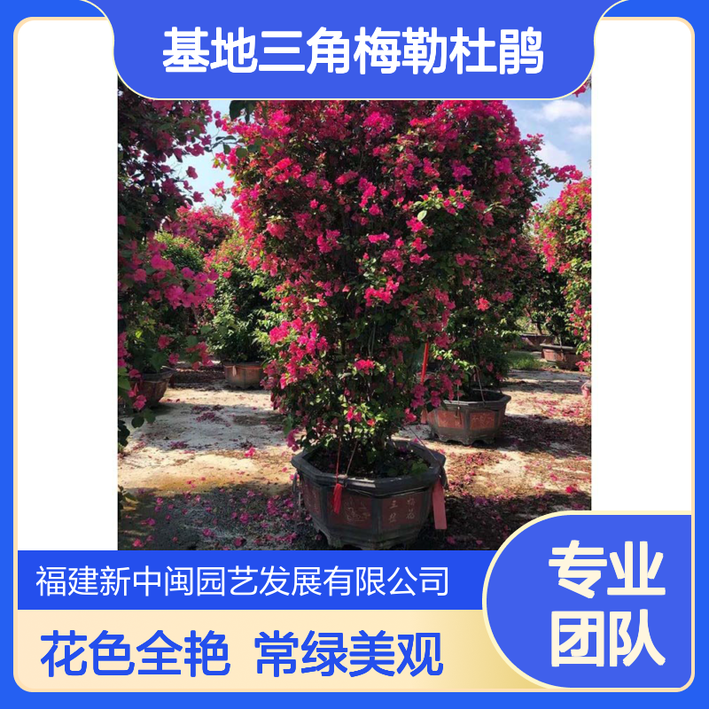 漳 州基地三角梅勒杜鹃 红色系花色全艳 常绿性 特殊造型树高200cm