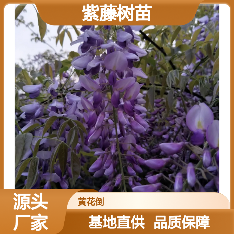 紫藤百亩种植区 优质紫藤树苗 基地直供 枝繁叶茂