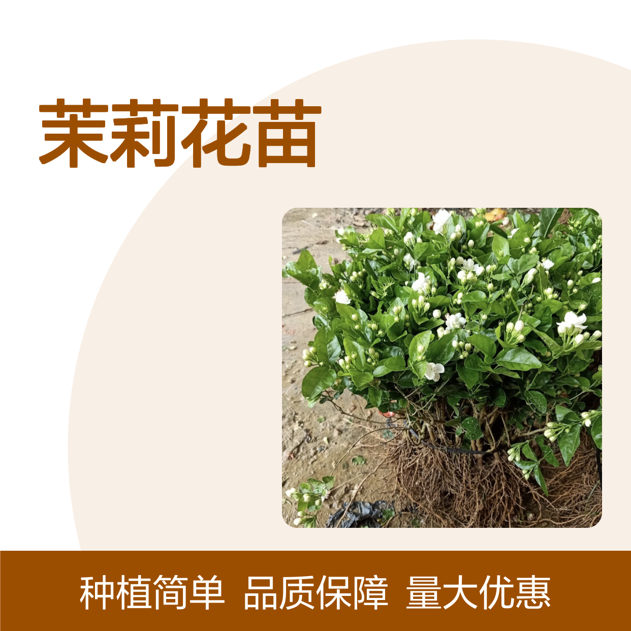 茉莉花苗批发 易养活茉莉花 绿植盆栽 生长旺盛