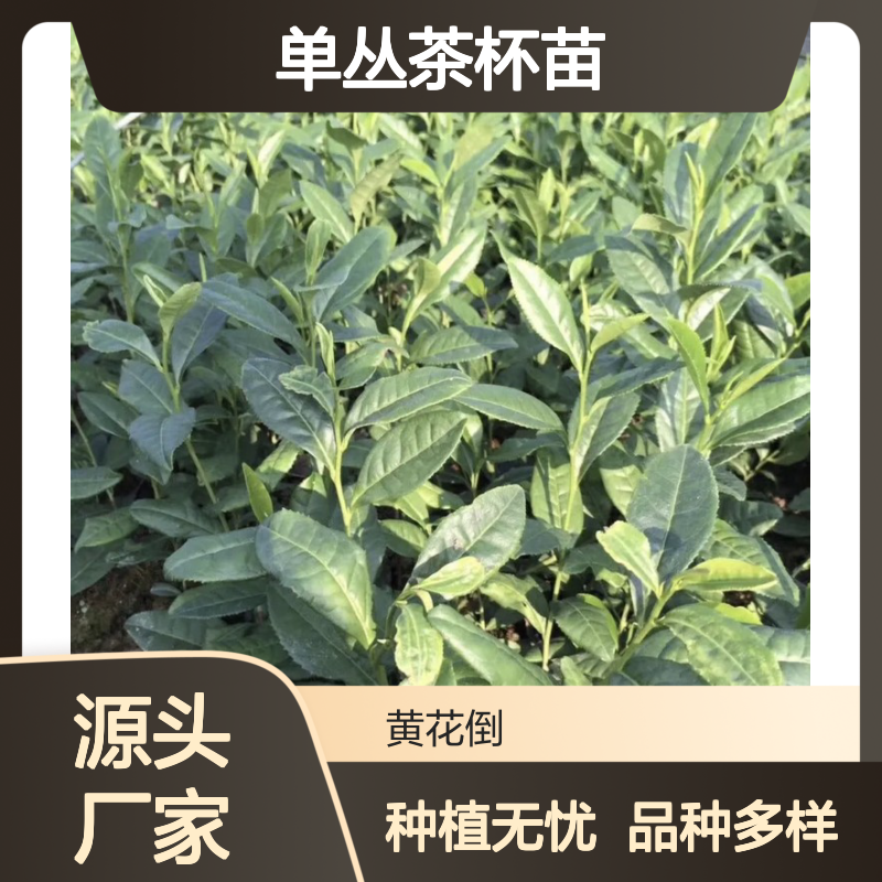 凤凰单丛茶杯苗 根系发达品种全 质量保证 管理方便