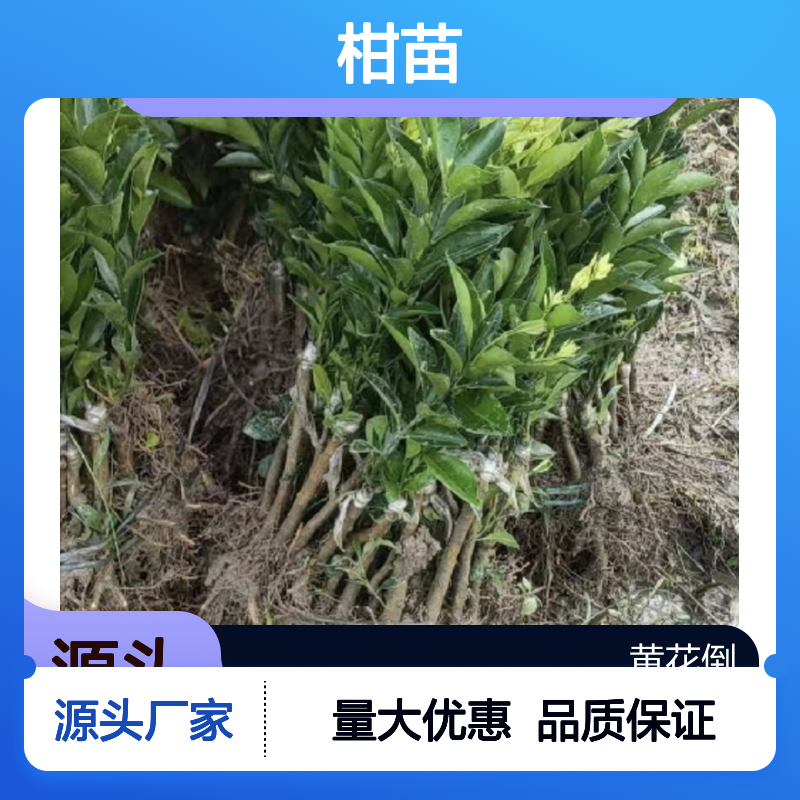 新会柑苗甜中带酸，生态种植品质优 嫁接繁育 果实扁圆