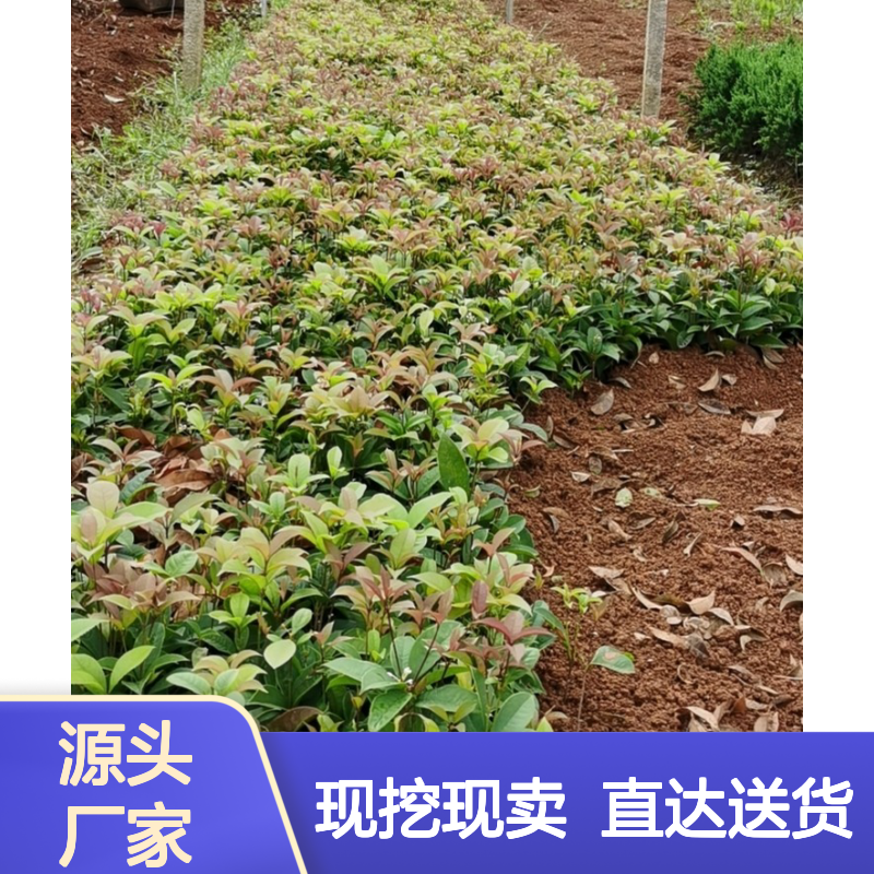 现挖现卖八月桂花床苗 购买数量达到要求 全国专线车直达送货