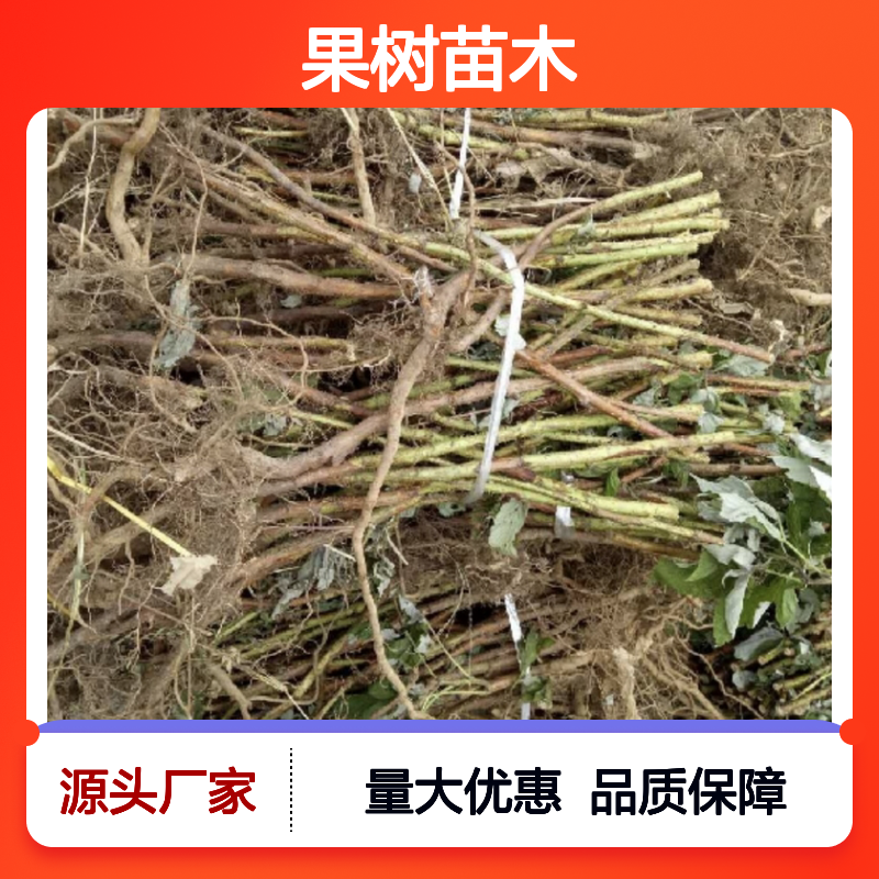 黄树莓果树苗木 抗病性强坐果率高 丰产优选 南北可种