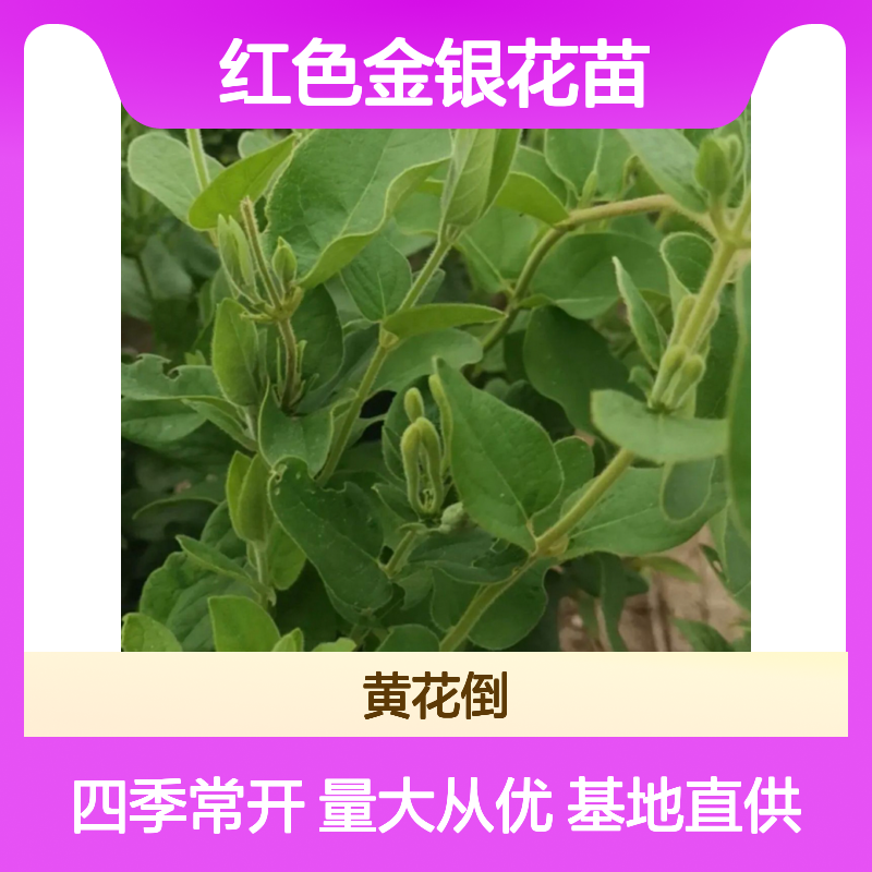 红色金银花苗 基地直供 四季开花 抗逆性强 商品价值高