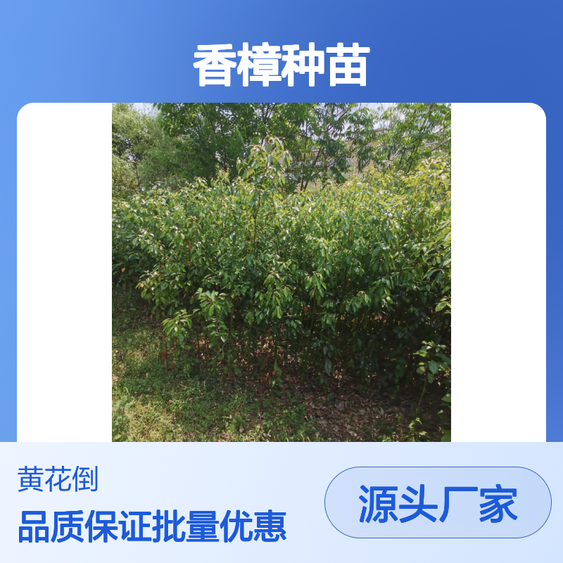 香樟种植园 优质香樟种苗 基地直供 耐寒耐旱 生长迅速