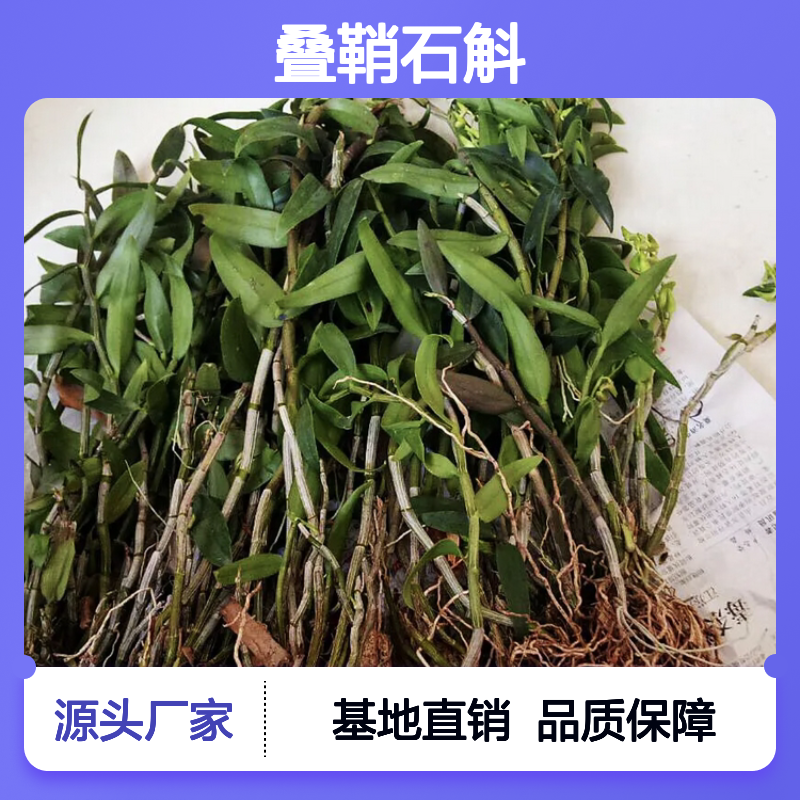 叠鞘石斛种植基地 批发优质种苗 操作简便 成活率高