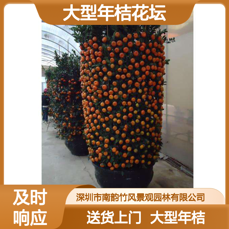 80#朱砂桔盆栽 3.5米以上高度大型年桔花坛摆放深 圳送货上门