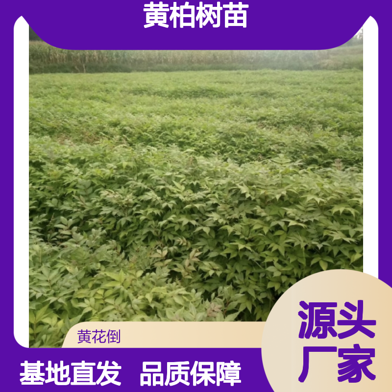 黄柏树苗 批发种植 园林优选 生长迅速 适应性强