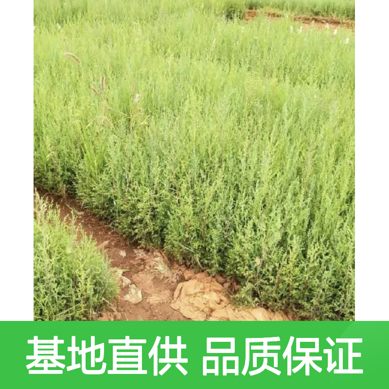 基地直供喜马拉雅柏木树苗 多年生根系发达成活高规格齐全