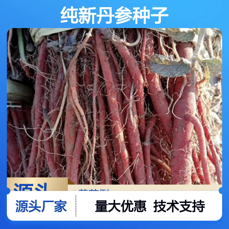 纯新丹参种子 当年新采 药用种植 技术指导 品质上乘