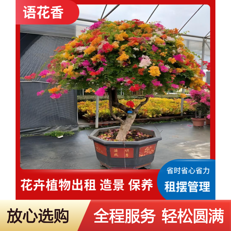 大型绿植租赁服务 花卉盆栽出租 大叶富贵竹 室内外装饰点缀