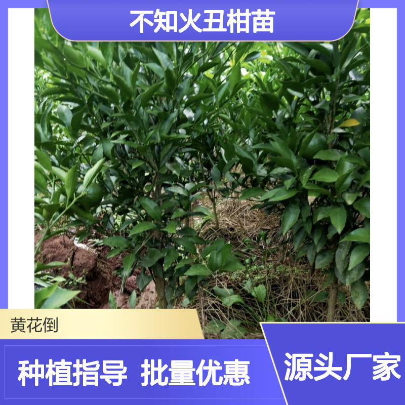 不知火丑柑苗 批发基地直供 品质优良 果肉清脆